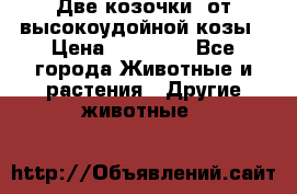 Две козочки  от высокоудойной козы › Цена ­ 20 000 - Все города Животные и растения » Другие животные   
